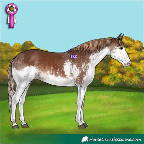 Horse Color:Liver Chestnut Splash  and Liver Chestnut Splash 