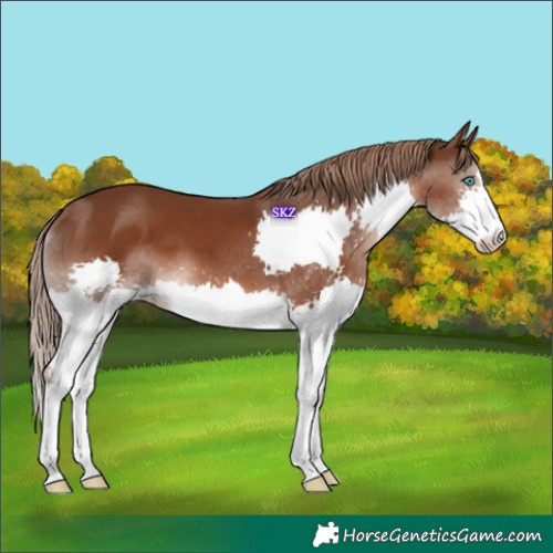 Horse Color:Liver Chestnut Splash 
