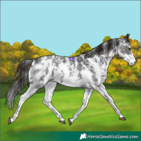 Horse Color:Liver Chestnut Sabino