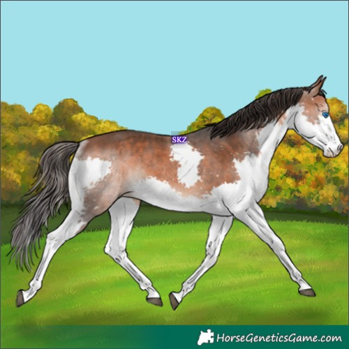 Horse Color:Bay Splash Rabicano 