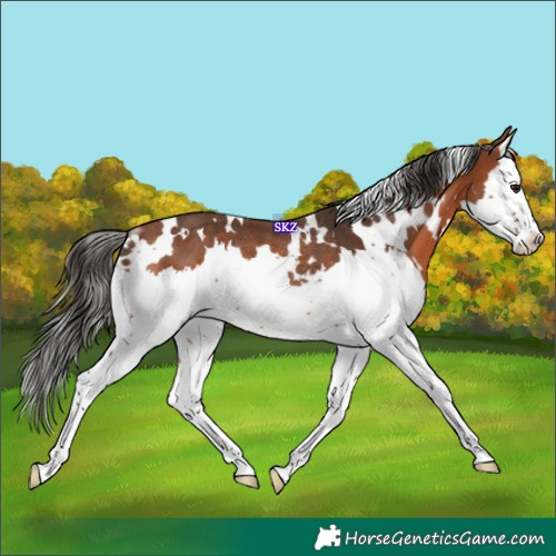 Horse Color:White Spotted Bay Splash Rabicano 
