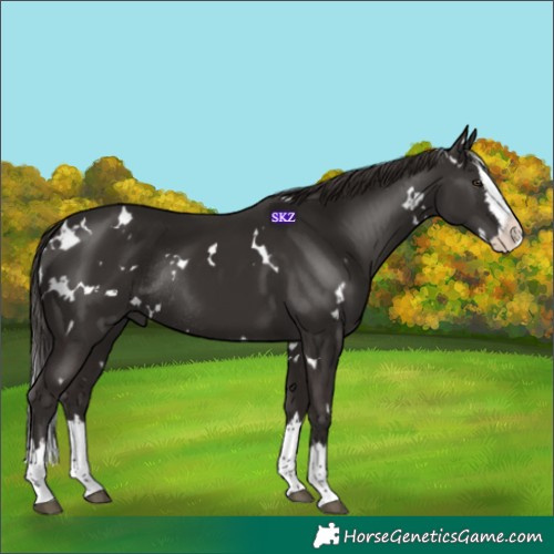 Horse Color:White Spotted Liver Chestnut Splash Rabicano