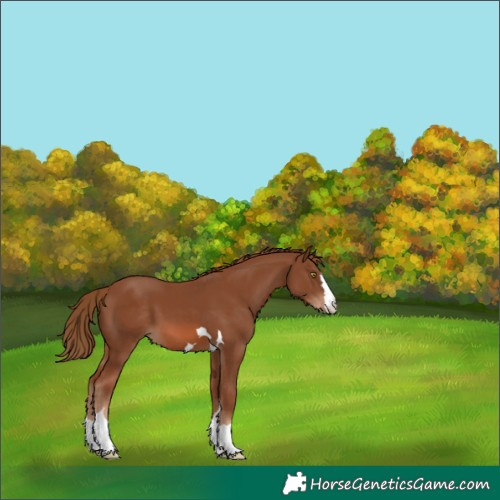 Horse Color:Chestnut 