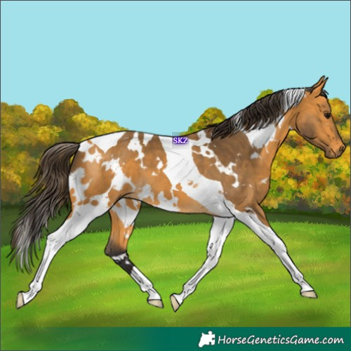 Horse Color:White Spotted Buckskin Tobiano 