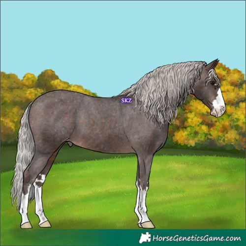 Horse Color:Silver Brown Appaloosa 