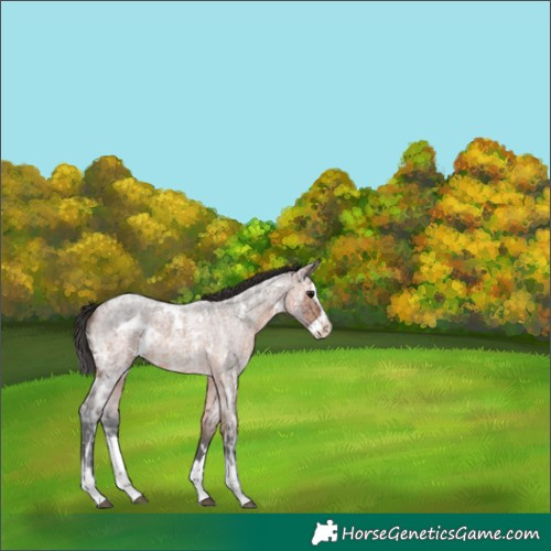 Horse Color:White Spotted Brown Ice Roan Splash 