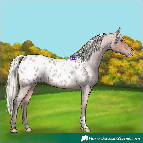 Horse Color:Silver Bay Roan Appaloosa Rabicano 