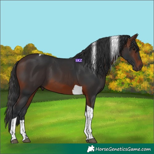 Horse Color:Brown Tobiano 