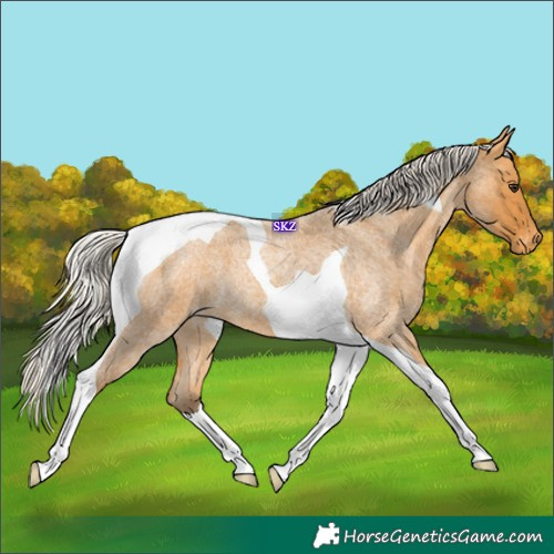 Horse Color:Silver Buckskin Roan Tobiano Appaloosa 