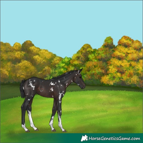 Horse Color:White Spotted Brown Rabicano 