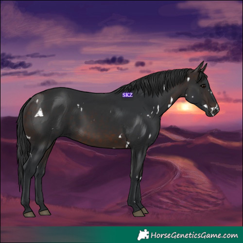 Horse Color:White Spotted Brown 