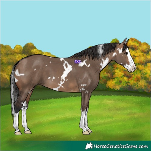Horse Color:White Spotted Brown Dun Splash 