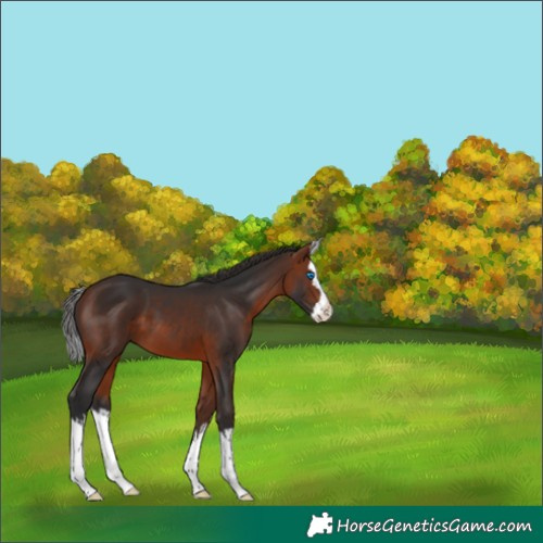 Horse Color:White Spotted Bay Splash 