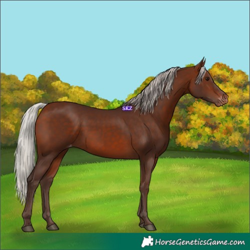 Horse Color:Silver Bay Appaloosa 
