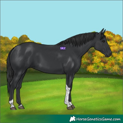 Horse Color:Black Tobiano 
