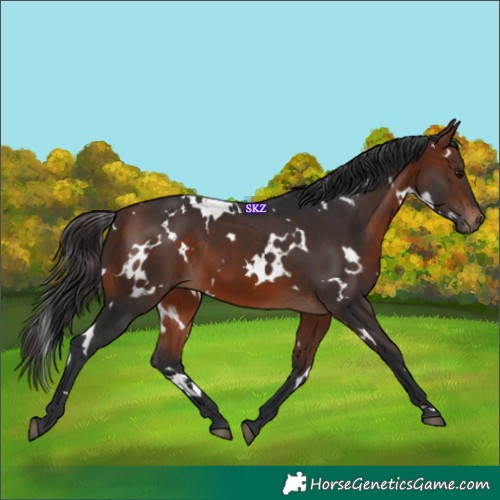 Horse Color:White Spotted Bay 
