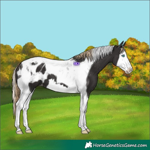 Horse Color:Liver Chestnut Splash Tobiano Appaloosa 