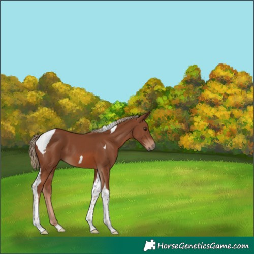 Horse Color:Chestnut Tobiano 