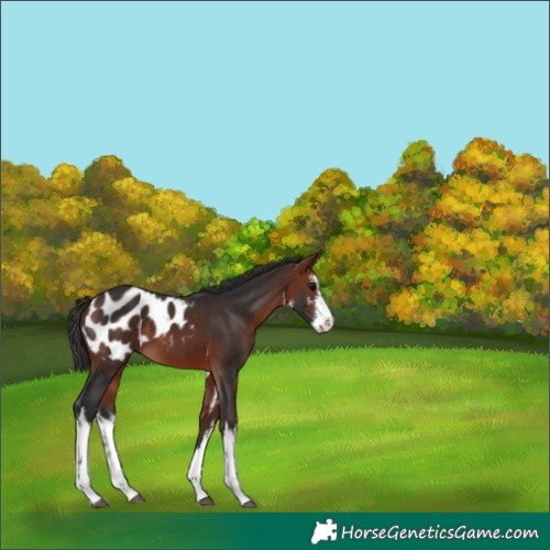 Horse Color:White Spotted Bay Blanket 