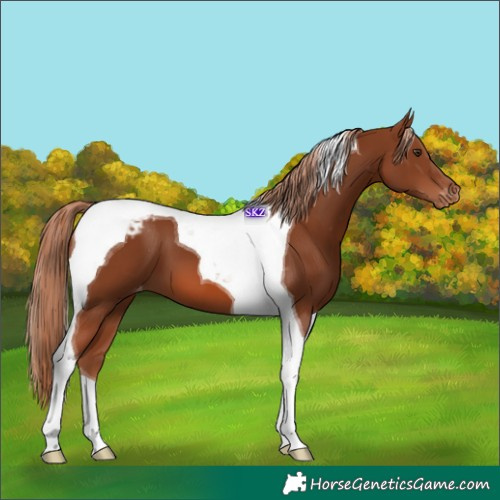 Horse Color:Chestnut Tobiano Appaloosa 