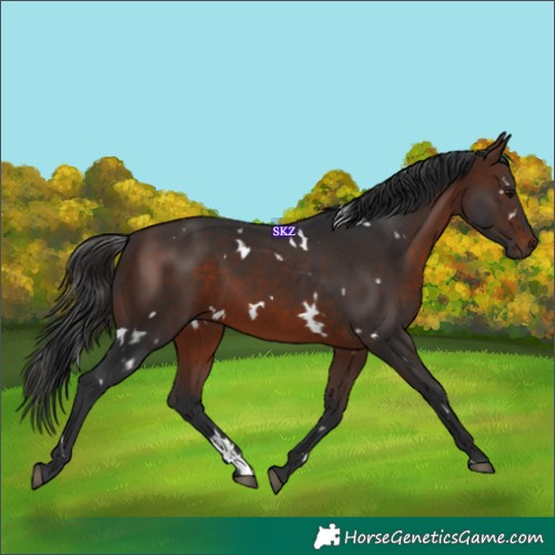 Horse Color:White Spotted Brown 