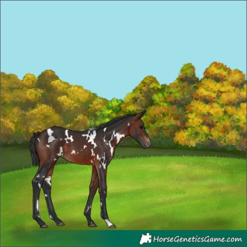 Horse Color:White Spotted Brown 