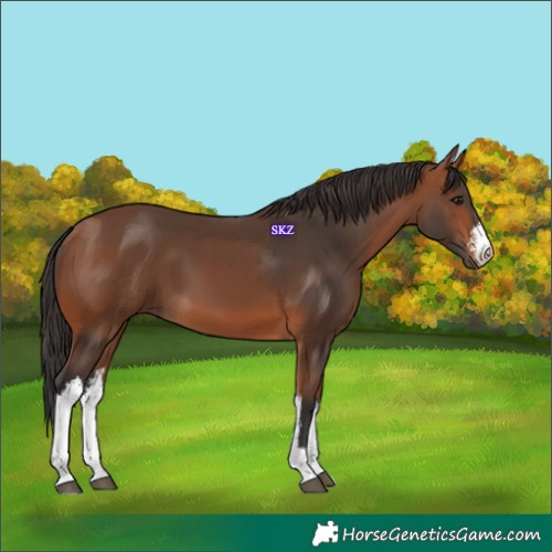 Horse Color:White Spotted Bay 