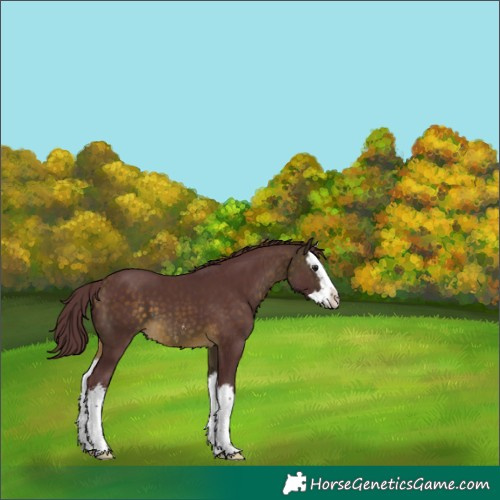 Horse Color:Chocolate Buckskin Sabino Splash 