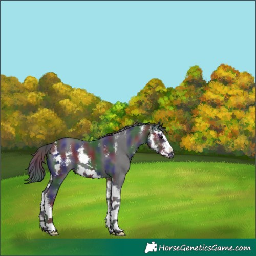 Horse Color:Nacre Smoky Black Sabino 