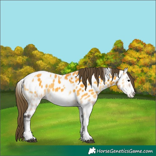 Horse Color:Buckskin Onyx Sabino Tobiano Frame Appaloosa 