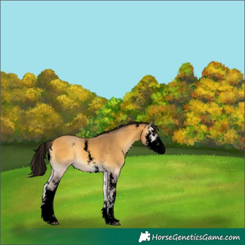 Horse Color:Void Buckskin Onyx Sabino 