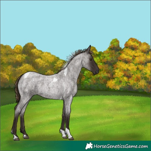 Horse Color:Liver Red Roan Tobiano 
