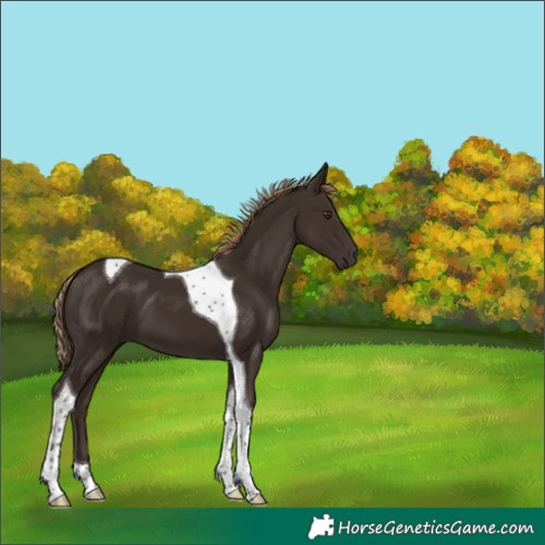 Horse Color:Liver Chestnut Tobiano 