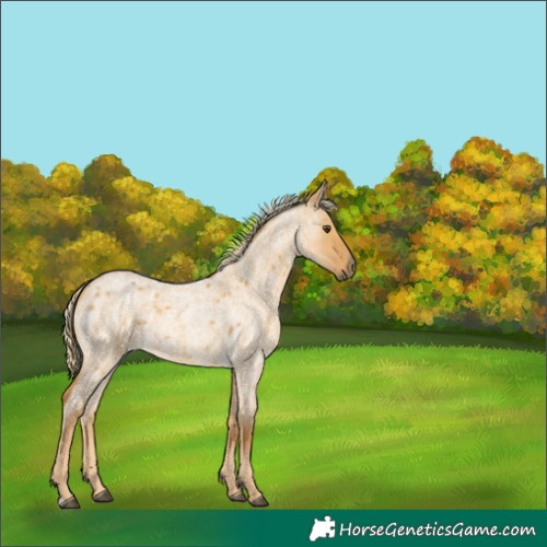 Horse Color:Palomino Roan Dun 