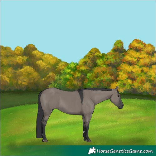 Horse Color:Grullo 