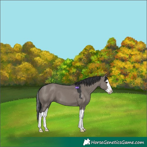 Horse Color:Grullo Splash 