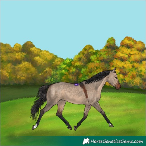 Horse Color:Brown Dun 
