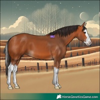 Horse Color:Bay Splash 