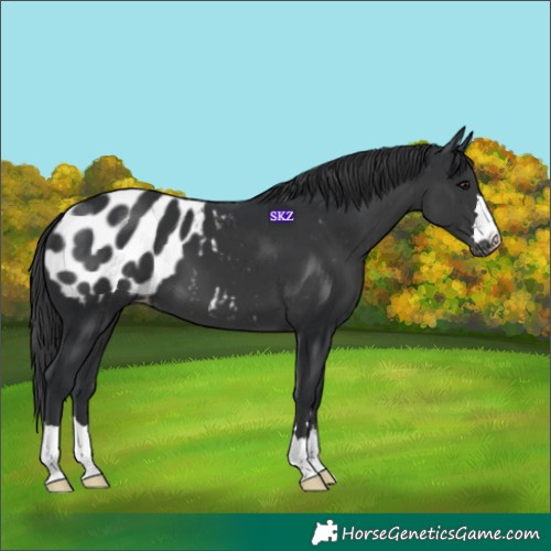 Horse Color:Black Appaloosa 