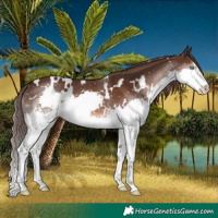 Horse Color:White Spotted Liver Chestnut Splash 