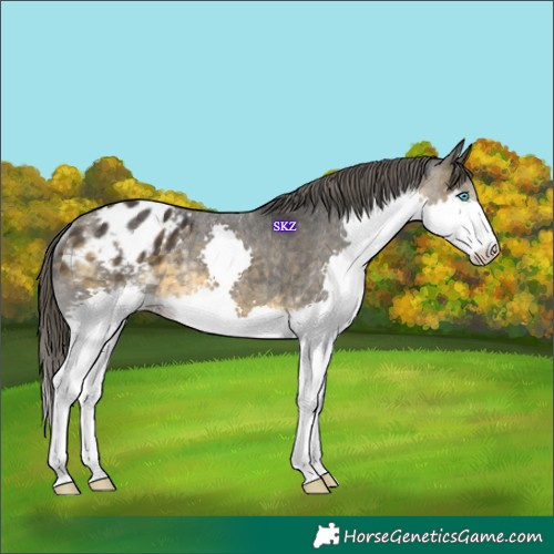 Horse Color:Buckskin Splash Appaloosa Rabicano 