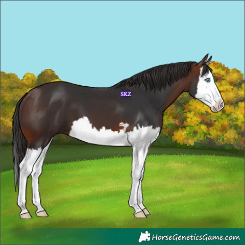 Horse Color:Bay Splash 