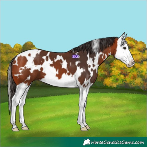 Horse Color:White Spotted Bay Splash 