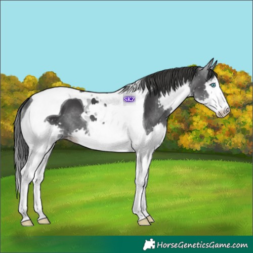 Horse Color:Black Splash Tobiano 