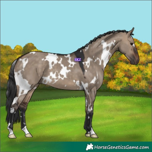 Horse Color:White Spotted Bay Dun 