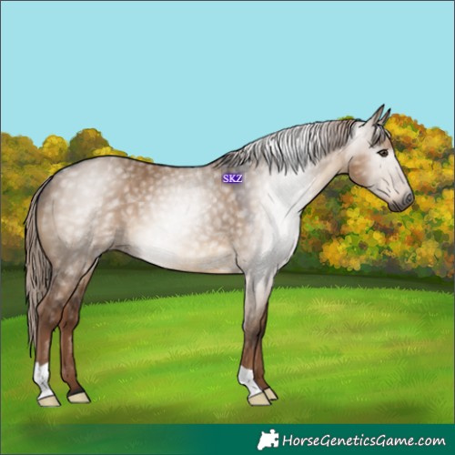 Horse Color:Gray Liver Red Dun 