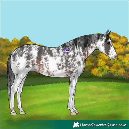 Horse Color:Brown Sabino Rabicano 