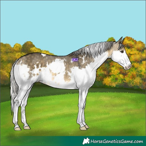 Horse Color:White Spotted Silver Buckskin Dun Splash Rabicano 
