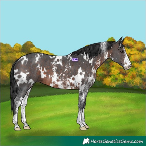 Horse Color:White Spotted Brown Sabino 