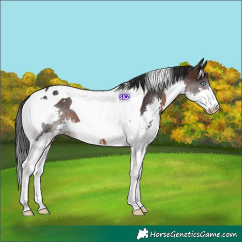 Horse Color:Brown Splash Tobiano 